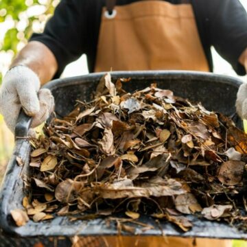 img Cum se gestionează mii de tone de frunze uscate în București