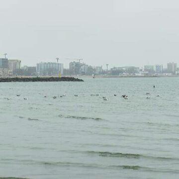 Pericolul încălzirii apei în Marea Neagră pentru pești și ecosistem