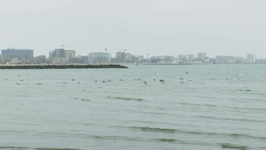 img Pericolul încălzirii apei în Marea Neagră pentru pești și ecosistem