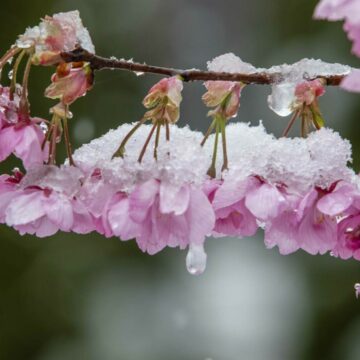 img Zăpada mieilor – ultima suflare a iernii, între legendă și realitate