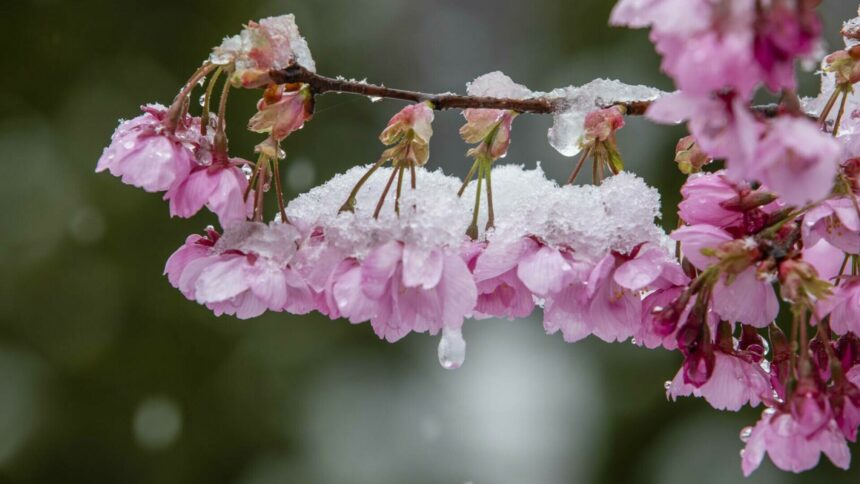 Zăpada mieilor – ultima suflare a iernii, între legendă și realitate