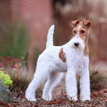 Fox Terrier – tot ce trebuie să știi despre această rasă: îngrijire, alimentație și exercițiu