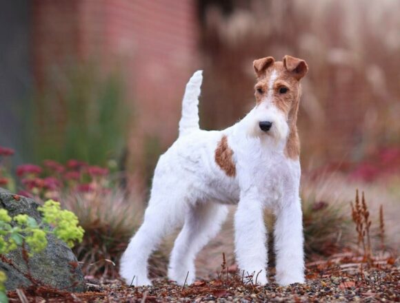 Fox Terrier – tot ce trebuie să știi despre această rasă: îngrijire, alimentație și exercițiu