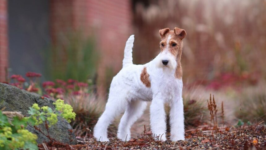 img Fox Terrier – tot ce trebuie să știi despre această rasă: îngrijire, alimentație și exercițiu