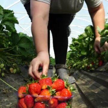 img Impactul vremii capricioase asupra plantațiilor de căpșuni