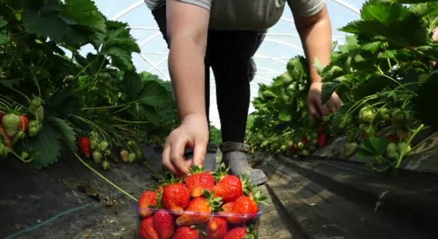 img Impactul vremii capricioase asupra plantațiilor de căpșuni