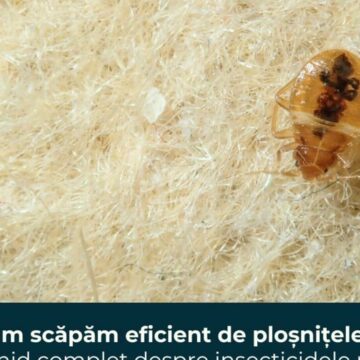 img Cum să scapi eficient de ploșnițele de pat: ghid complet despre insecticidele potrivite