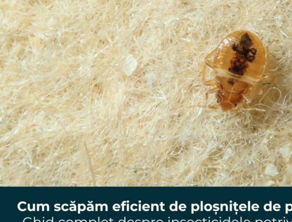 Cum să scapi eficient de ploșnițele de pat: ghid complet despre insecticidele potrivite