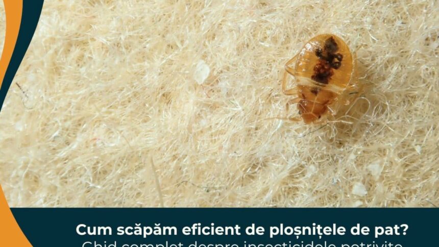 Cum să scapi eficient de ploșnițele de pat: ghid complet despre insecticidele potrivite