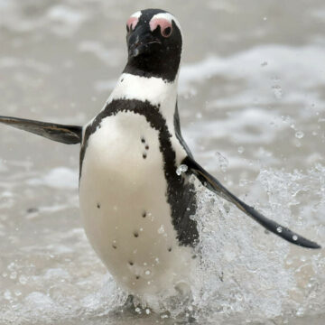 img Accidentul elicopterului din Africa de Sud cauzat de un pinguin