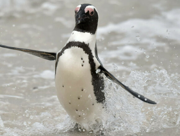 Accidentul elicopterului din Africa de Sud cauzat de un pinguin