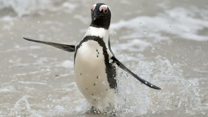 img Accidentul elicopterului din Africa de Sud cauzat de un pinguin