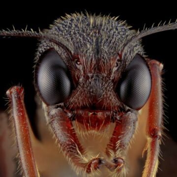 img Contrabandiștii de furnici au ajuns în fața unui judecător. „Am făcut-o din prostie”