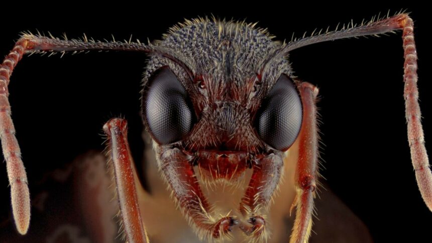 Contrabandiștii de furnici au ajuns în fața unui judecător. „Am făcut-o din prostie”